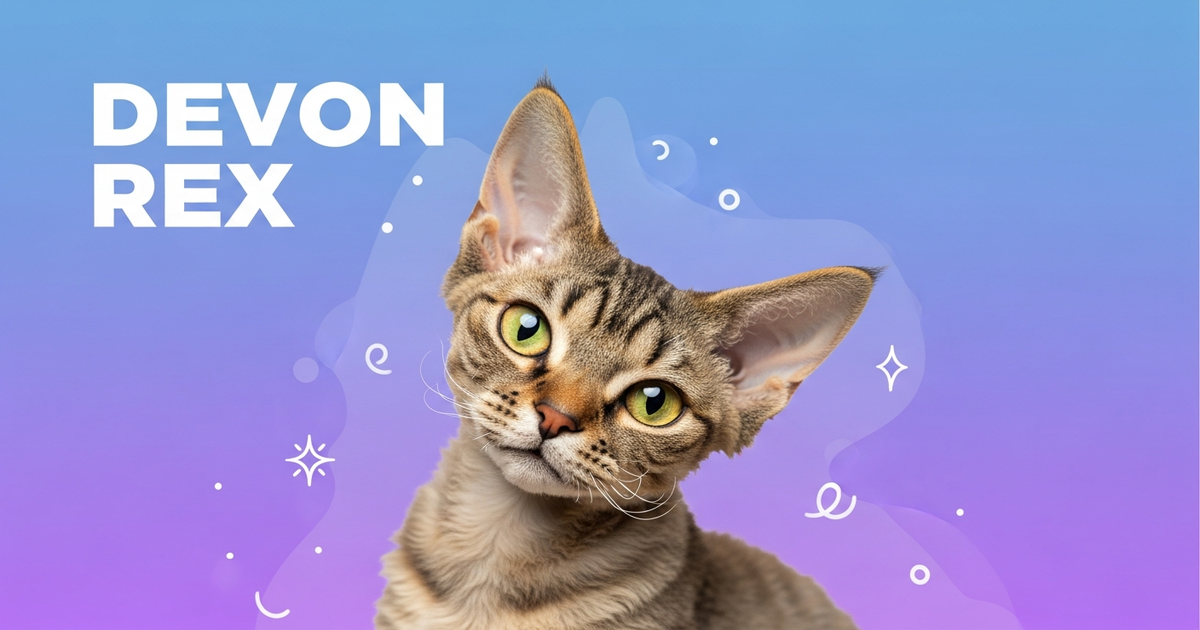 Devon Rex - Your Cat Breed Match